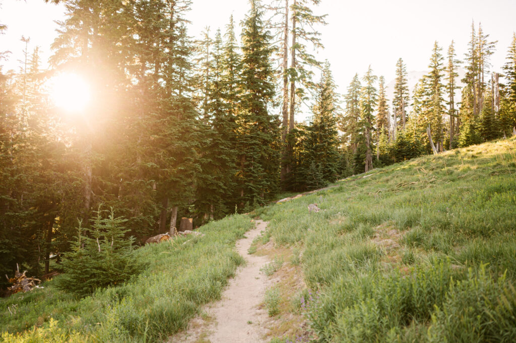 Wildflower hiking trail at Mount Hood Meadows Ski Resort