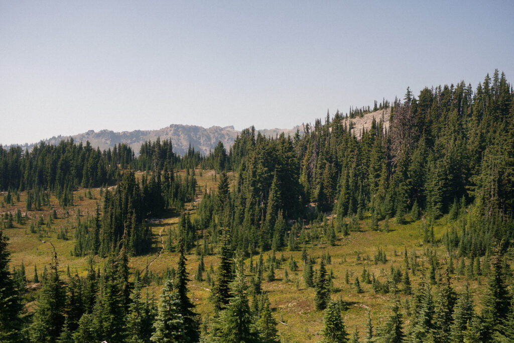 Expansive mountain meadow framed by evergreen trees and distant peaks in Goat Rocks Wilderness, chosen as an elopement ceremony location.