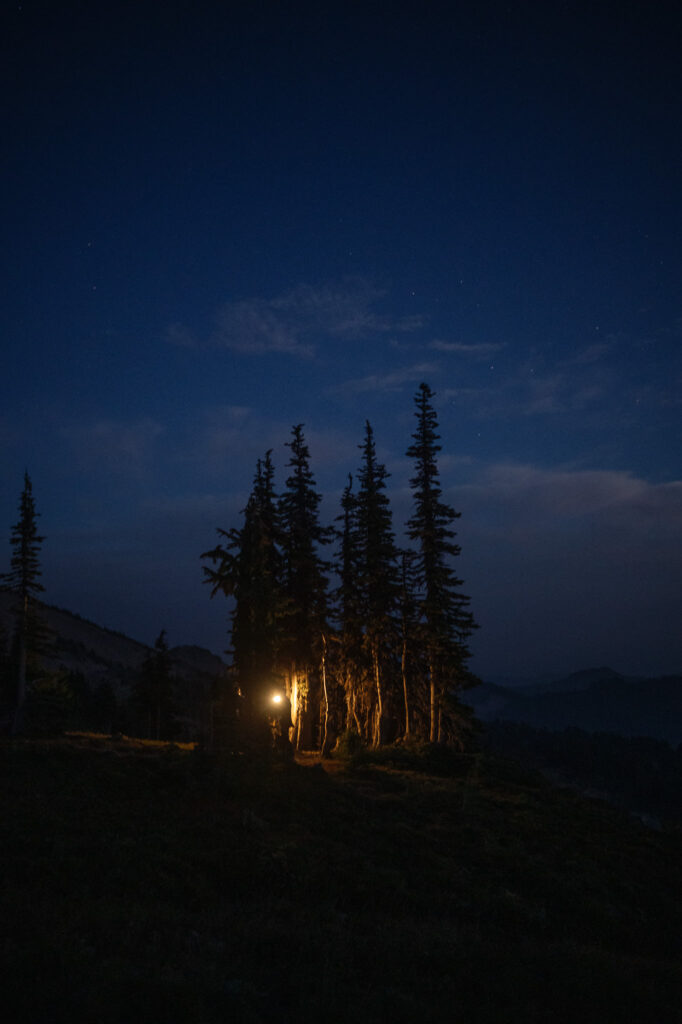 A lantern glows beneath a stand of tall evergreen trees, casting shadows and warm highlights among the trunks.