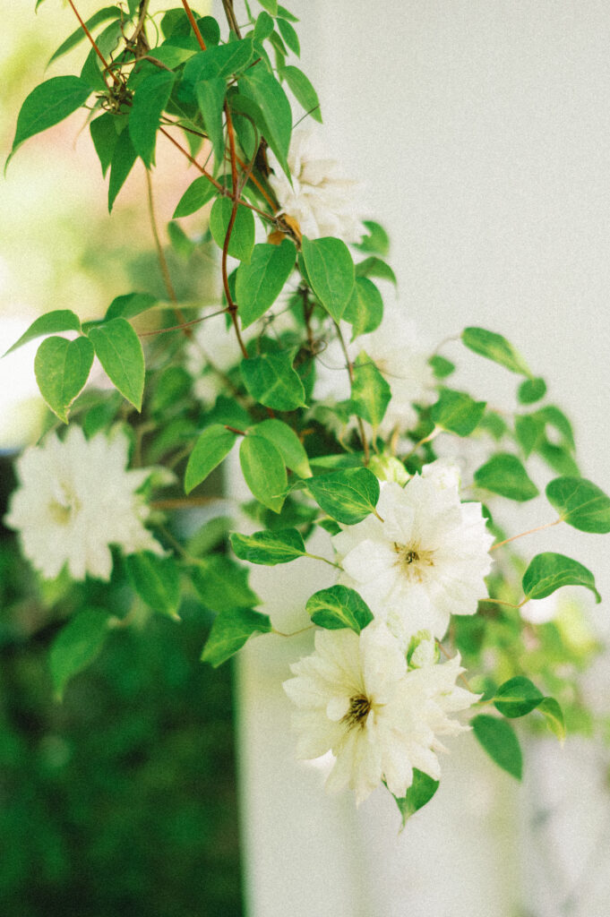Detail of blooming white clematis flowers climbing a trellis near the getting-ready cottage at Applegate Ranch.