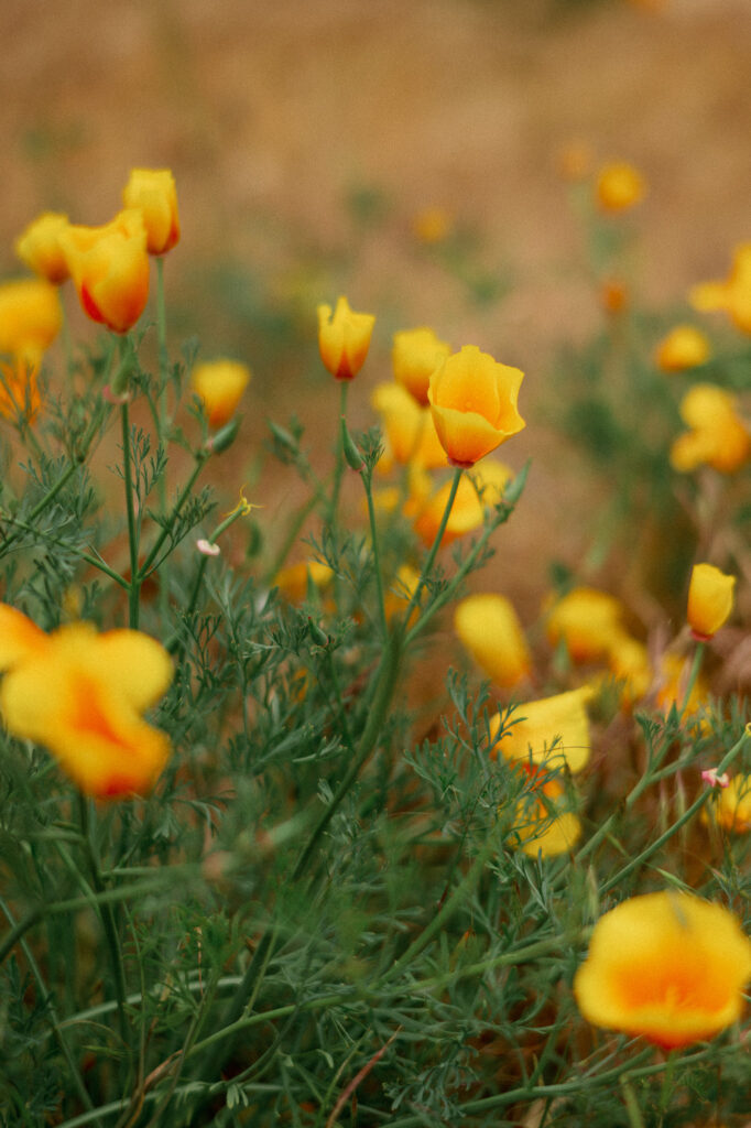 Close-up of yellow wildflowers blooming on the Griffin House property during the summer wedding season.