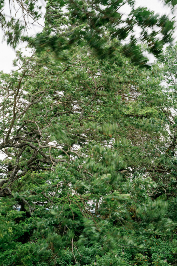 Trees swaying in the wind at the Griffin House, capturing the natural movement and atmosphere of a summer wedding day.