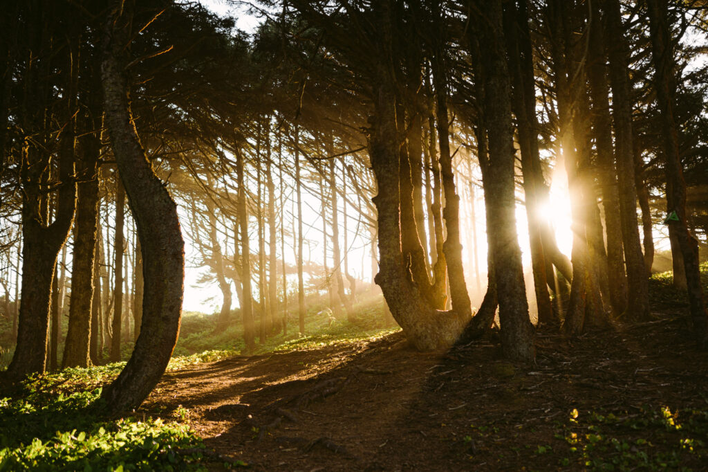 The sun shines through coastal trees at Seal Rock Recreation site in Seal Rock, Oregon.