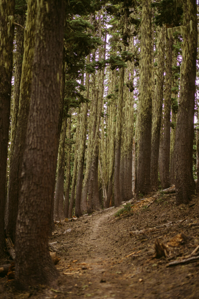 A hiking trail winds through a forest of moss-covered old growth trees on Mount Hood.